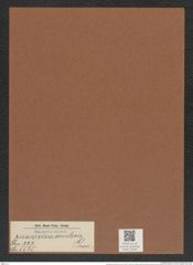 Actinoptychus semilevis Grun. (de-Toni-Nr.: Genus 227, Species 5535) Zeichnungen Sammlung Grunow Mappe 05302 (Herbarium_W_Grunow_drawings_Folder_05302)
